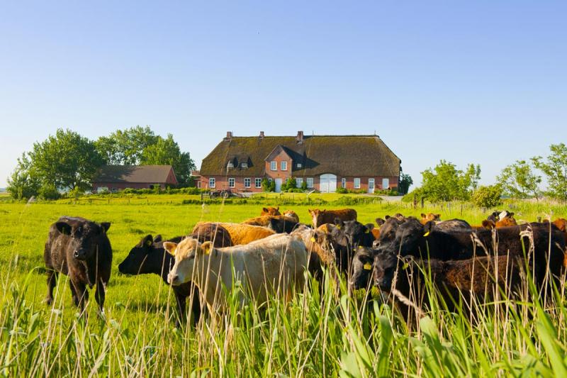 Rinder auf der Weide | © Foto Oliver Franke