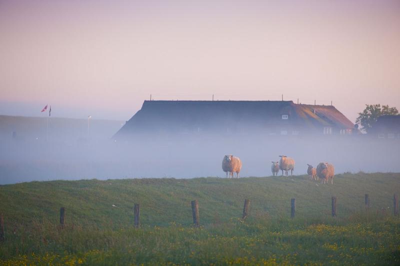 Schafe im Nebel | © Foto Oliver Franke