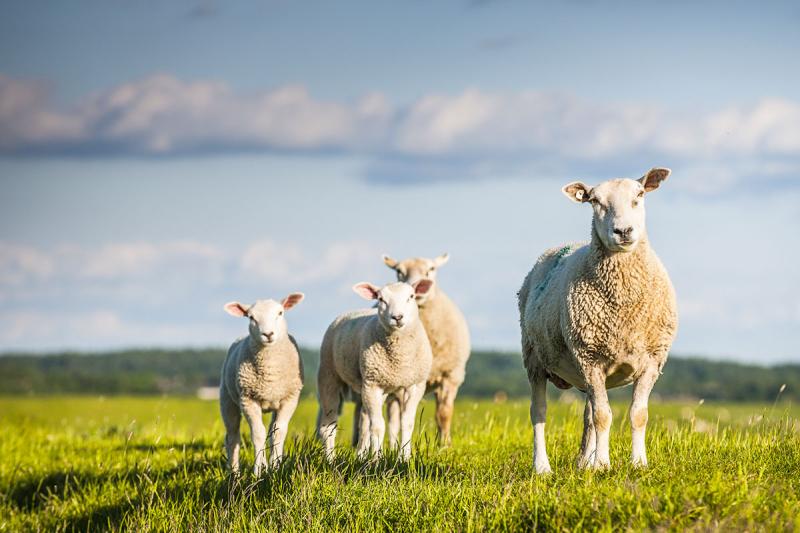 Schafe und Lämmer auf dem Deich | © Foto Oliver Franke