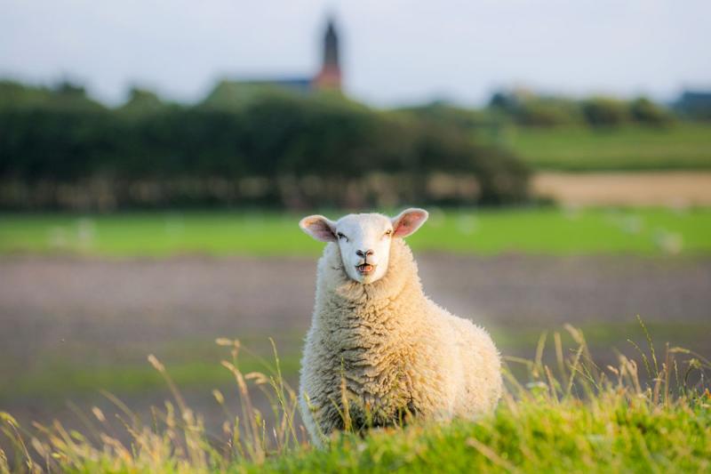 Schaf vor Kirche | © Foto Oliver Franke