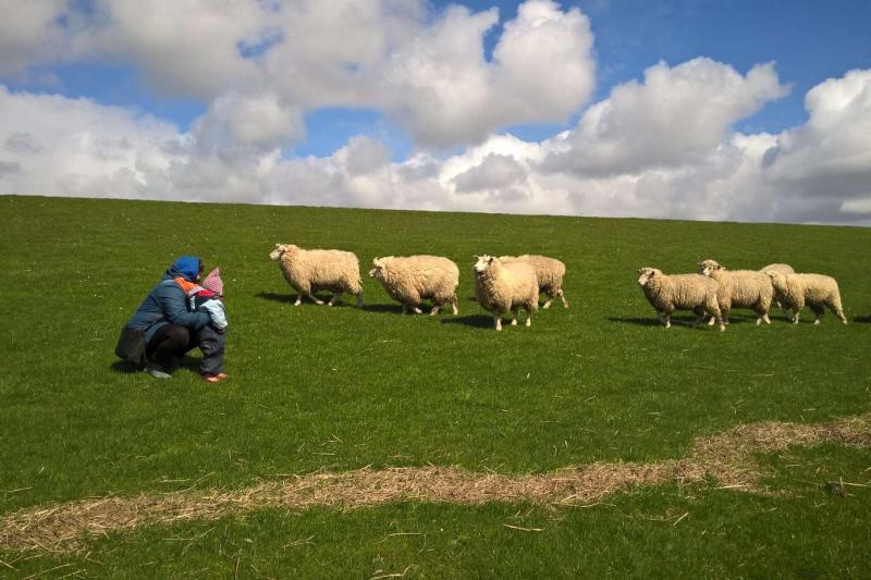 Schafe zählen am Deich | © Birgit aus Köln