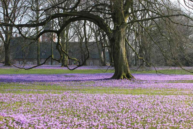 Krokusblüte im Schlosspark | © private Einsendung (A.+B. aus Hannover)
