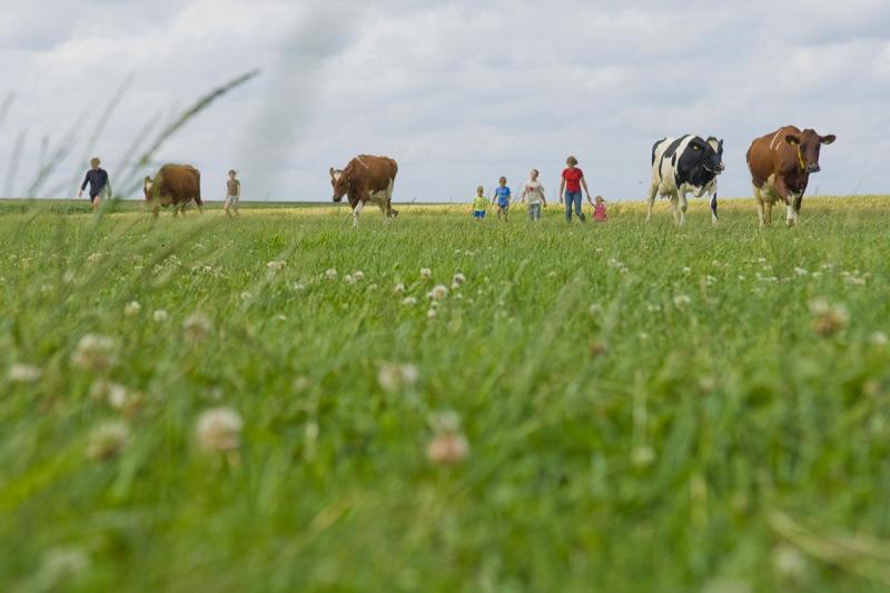 Kühe auf der Weide | © Foto Oliver Franke