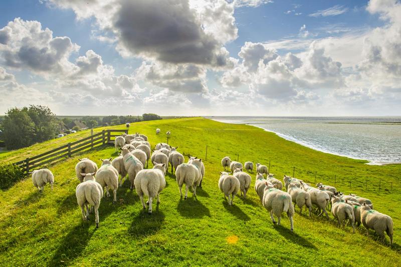 Schafe an der Nordsee | © Foto Oliver Franke